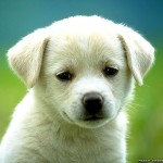 Cute dog photo